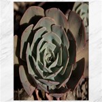 Succulent Green Pink Rosettes Canvas 36  x 48  