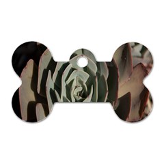 Succulent Green Pink Rosettes Dog Tag Bone (Two Sides) from ArtsNow.com Back