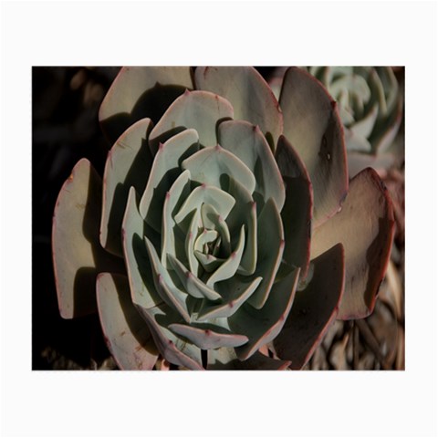 Succulent Green Pink Rosettes Small Glasses Cloth (2 Front