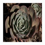 Succulent Green Pink Rosettes Medium Glasses Cloth (2-Side)