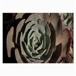 Succulent Green Pink Rosettes Large Glasses Cloth