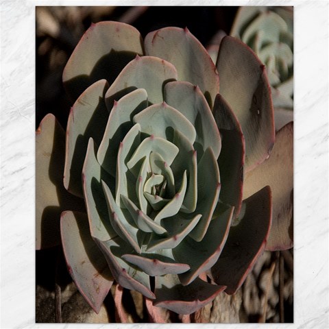 Succulent Green Pink Rosettes Canvas 11  x 14   from ArtsNow.com 10.95 x13.48  Canvas - 1
