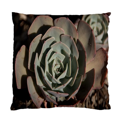 Succulent Green Pink Rosettes Standard Cushion Case (One Side) from ArtsNow.com Front