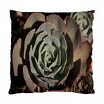 Succulent Green Pink Rosettes Standard Cushion Case (Two Sides)