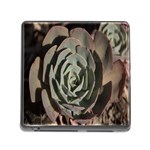 Succulent Green Pink Rosettes Memory Card Reader (Square)