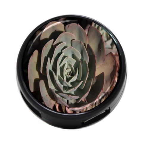 Succulent Green Pink Rosettes 4 Front