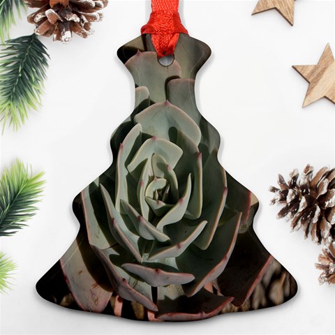 Succulent Green Pink Rosettes Ornament (Christmas Tree)  from ArtsNow.com Front