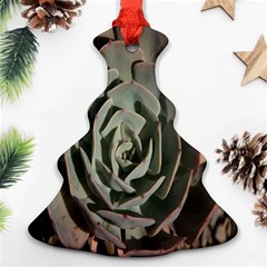 Succulent Green Pink Rosettes Christmas Tree Ornament (Two Sides) from ArtsNow.com Back