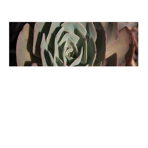 Succulent Green Pink Rosettes Memory Card Reader (Stick)  from ArtsNow.com Front
