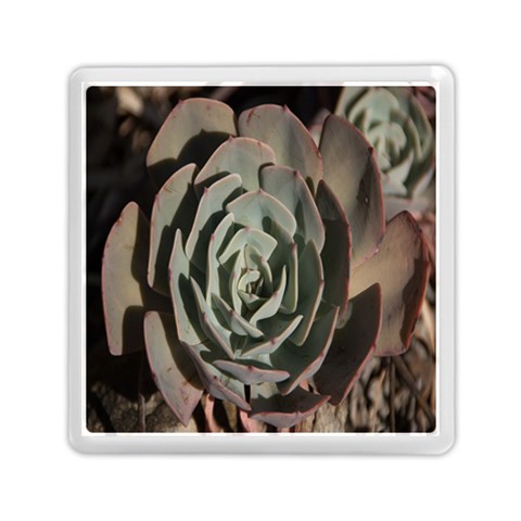 Succulent Green Pink Rosettes Memory Card Reader (Square)  from ArtsNow.com Front