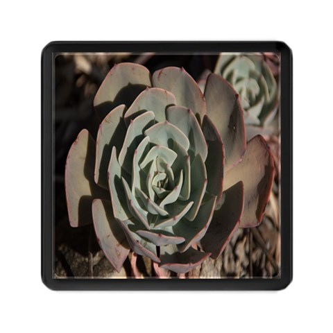 Succulent Green Pink Rosettes Memory Card Reader (Square)  from ArtsNow.com Front