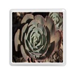 Succulent Green Pink Rosettes Memory Card Reader (Square) 