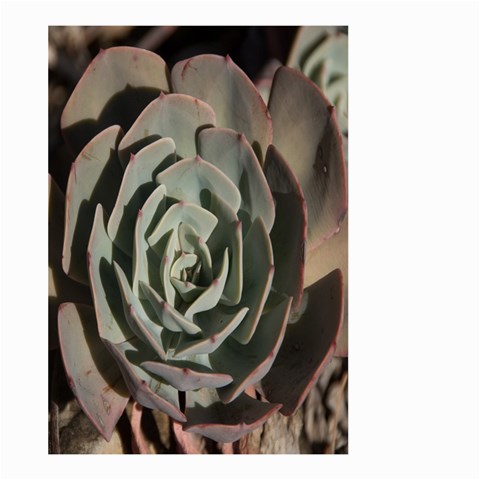 Succulent Green Pink Rosettes Large Garden Flag (Two Sides) from ArtsNow.com Front