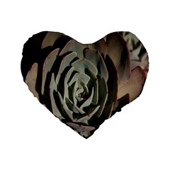 Succulent Green Pink Rosettes Standard 16  Premium Heart Shape Cushions from ArtsNow.com Front