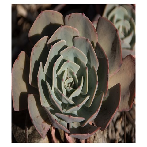 Succulent Green Pink Rosettes Drawstring Pouches (Medium)  from ArtsNow.com Front