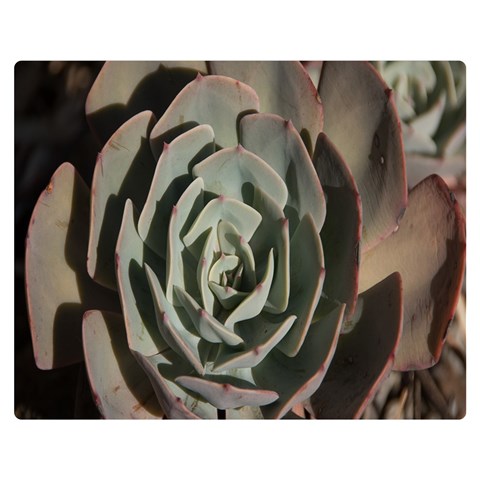 Succulent Green Pink Rosettes Double Sided Flano Blanket (Medium)  from ArtsNow.com 60 x50  Blanket Front
