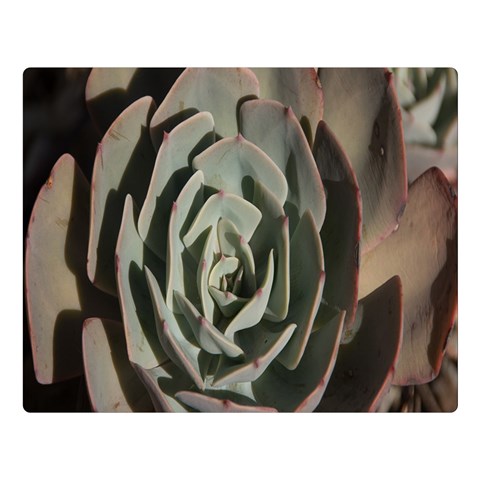 Succulent Green Pink Rosettes Double Sided Flano Blanket (Large)  from ArtsNow.com 80 x60  Blanket Front