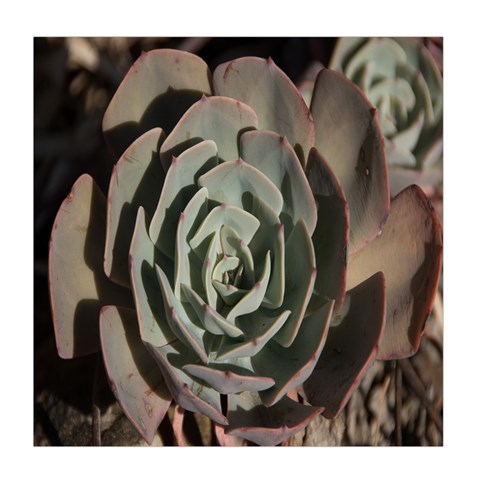 Succulent Green Pink Rosettes Duvet Cover (Queen Size) from ArtsNow.com Front