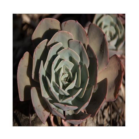 Succulent Green Pink Rosettes Duvet Cover Double Side (Full/ Double Size) from ArtsNow.com Front
