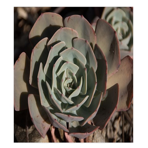 Succulent Green Pink Rosettes Duvet Cover Double Side (King Size) from ArtsNow.com Front