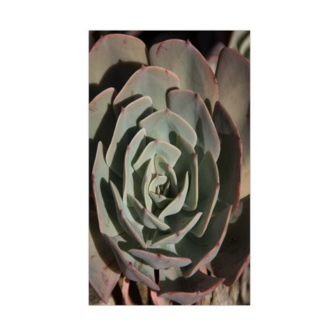 Succulent Green Pink Rosettes Duvet Cover Double Side (Single Size) from ArtsNow.com Front