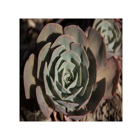 Succulent Green Pink Rosettes Small Satin Scarf (Square) from ArtsNow.com Front