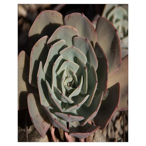 Succulent Green Pink Rosettes Drawstring Pouches (Extra Large) from ArtsNow.com Front