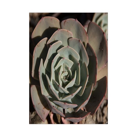 Succulent Green Pink Rosettes Small Tapestry from ArtsNow.com Front