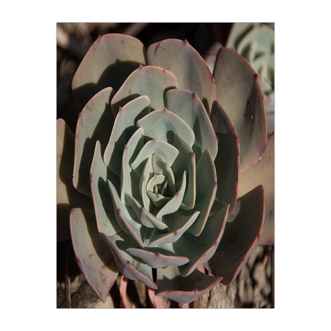 Succulent Green Pink Rosettes Medium Tapestry from ArtsNow.com Front