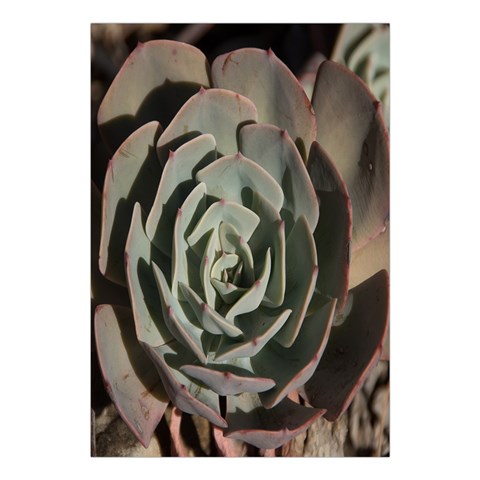 Succulent Green Pink Rosettes Large Tapestry from ArtsNow.com Front