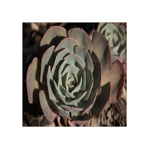 Succulent Green Pink Rosettes Square Tapestry (Small) from ArtsNow.com Front