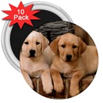 Labrador  Puppy 2 3  Magnet (10 pack)