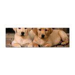 Labrador  Puppy 2 Sticker (Bumper)