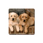 Labrador  Puppy 2 Magnet (Square)