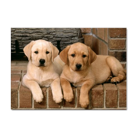 Labrador  Puppy 2 Sticker A4 (10 pack) from ArtsNow.com Front