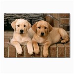 Labrador  Puppy 2 Postcards 5  x 7  (Pkg of 10)