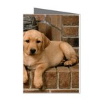 Labrador  Puppy 2 Mini Greeting Cards (Pkg of 8)
