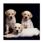 Labrador-Puppy 3 Tile Coaster