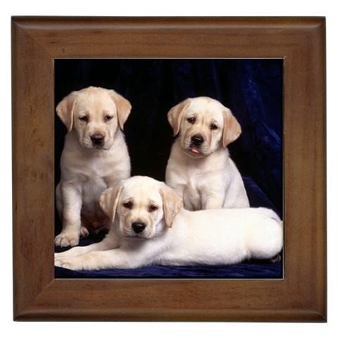 Labrador Front