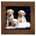 Labrador-Puppy 3 Framed Tile