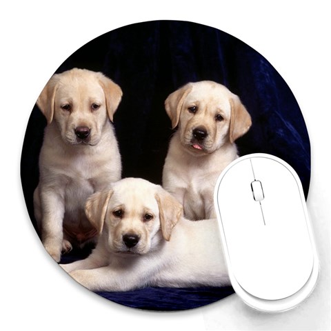 Labrador Front