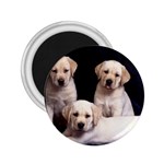 Labrador-Puppy 3 2.25  Magnet