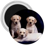 Labrador-Puppy 3 3  Magnet