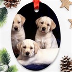 Labrador-Puppy 3 Ornament (Oval)