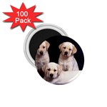 Labrador-Puppy 3 1.75  Magnet (100 pack) 