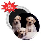 Labrador-Puppy 3 2.25  Magnet (10 pack)