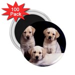 Labrador-Puppy 3 2.25  Magnet (100 pack) 