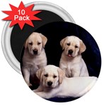 Labrador-Puppy 3 3  Magnet (10 pack)