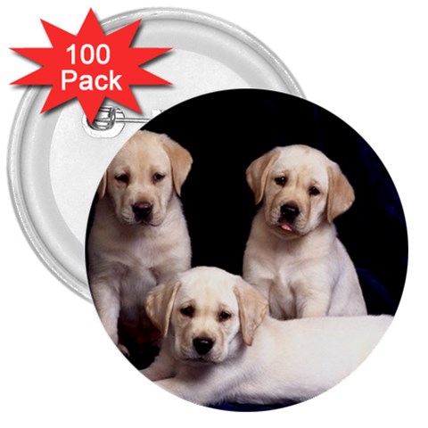 Labrador Front