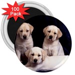 Labrador-Puppy 3 3  Magnet (100 pack)